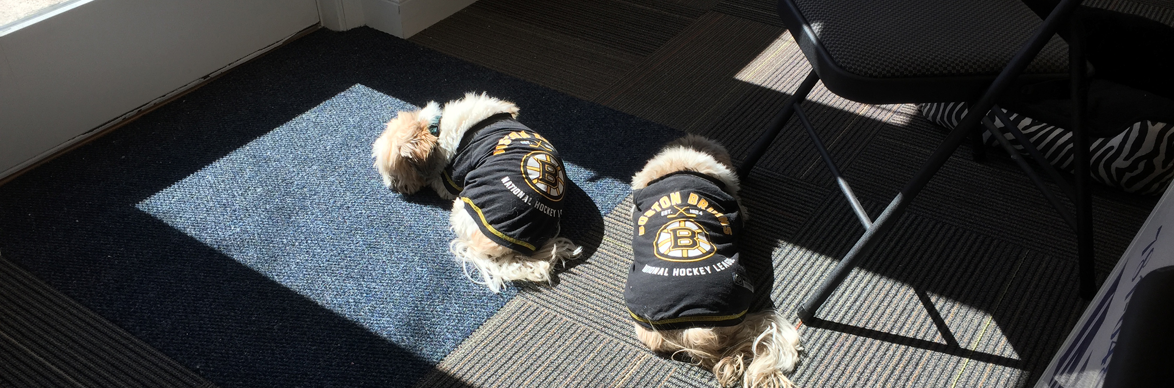 two dogs wearing dog sweaters laying on the floor of the office