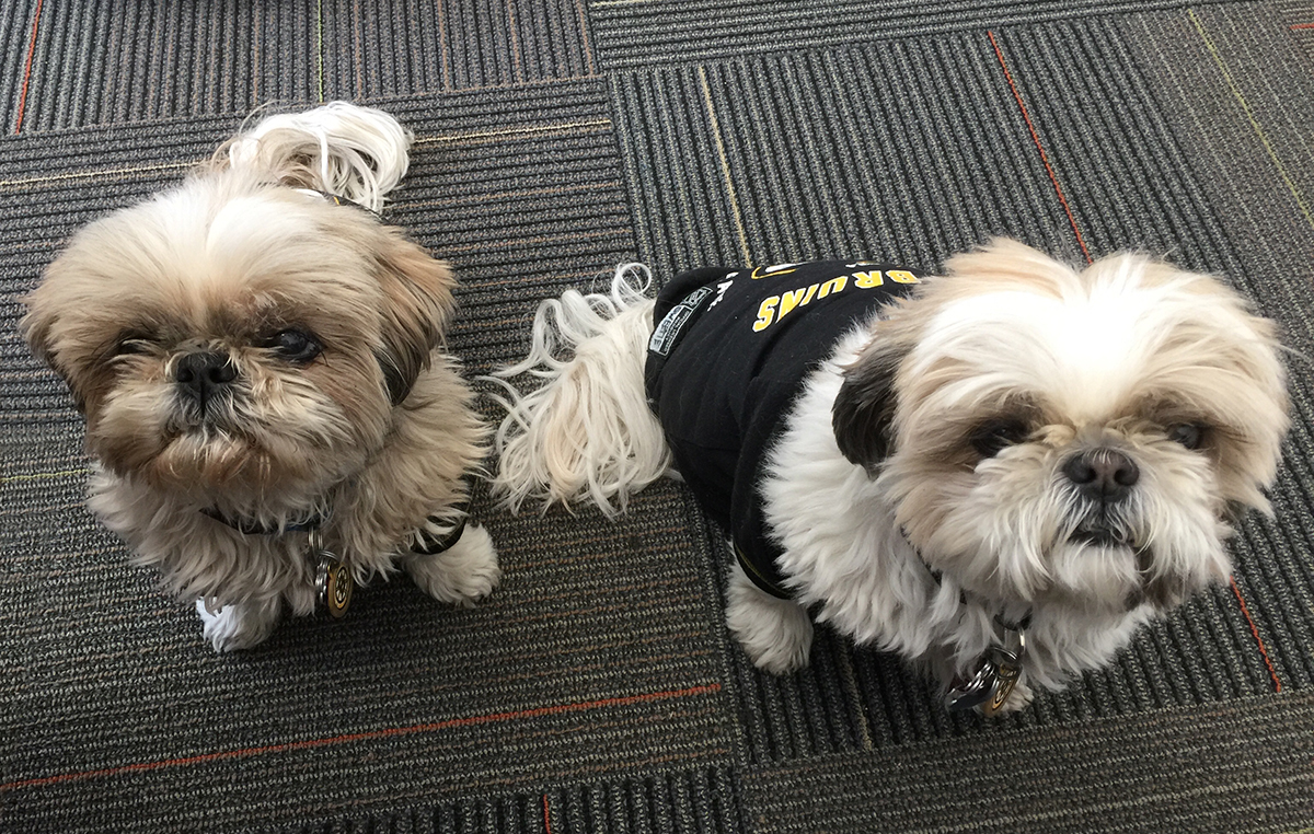 two dogs wearing dog sweaters sitting on the office floor