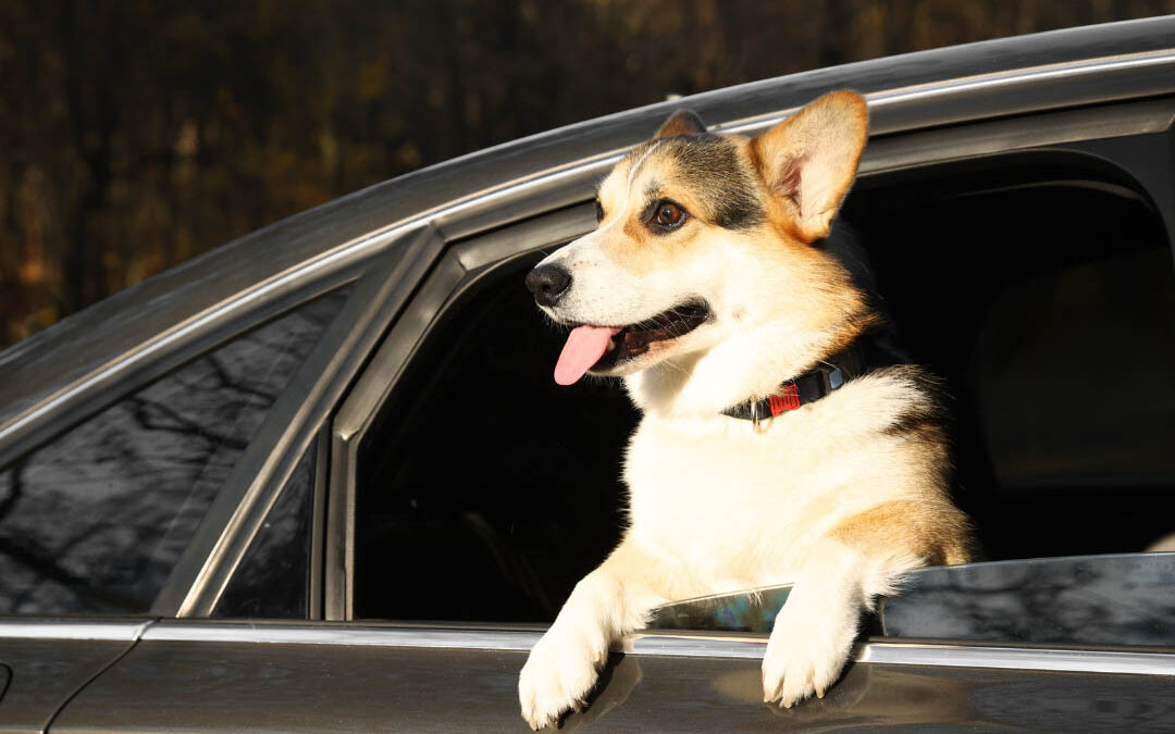 Does Your Car Insurance Cover Your Pet? What to Know Before Your Next Road Trip